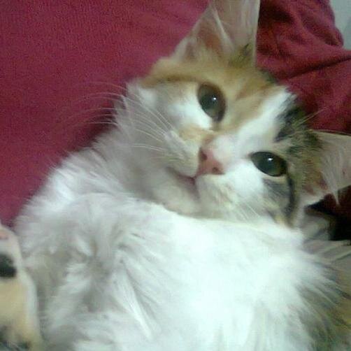 fugen_60's profile picture. 