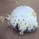 Shelby Patrick Jones - @shelbyjones - Twitter