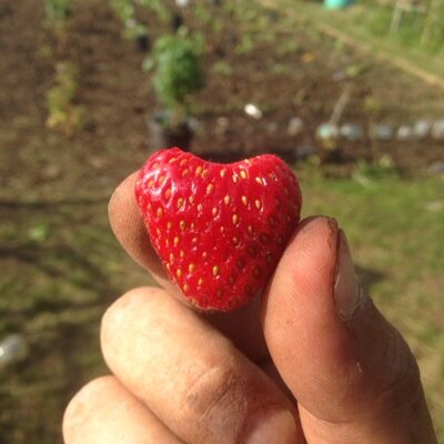 greentidy's profile picture. Garden Crazy