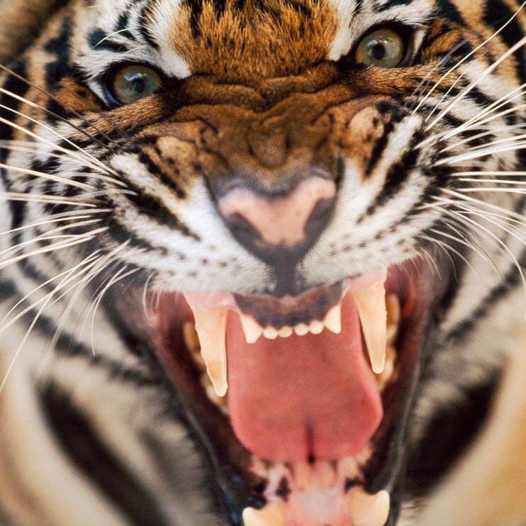 fxtigerfx's profile picture. 