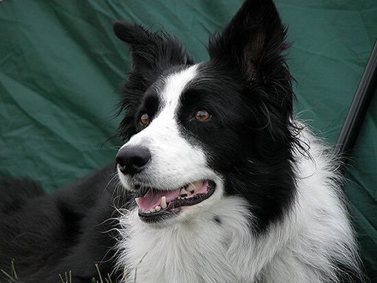 mcmweb56's profile picture. Chicago Blackhawks fan and border collie lover.