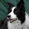 mcmweb56's profile picture. Chicago Blackhawks fan and border collie lover.
