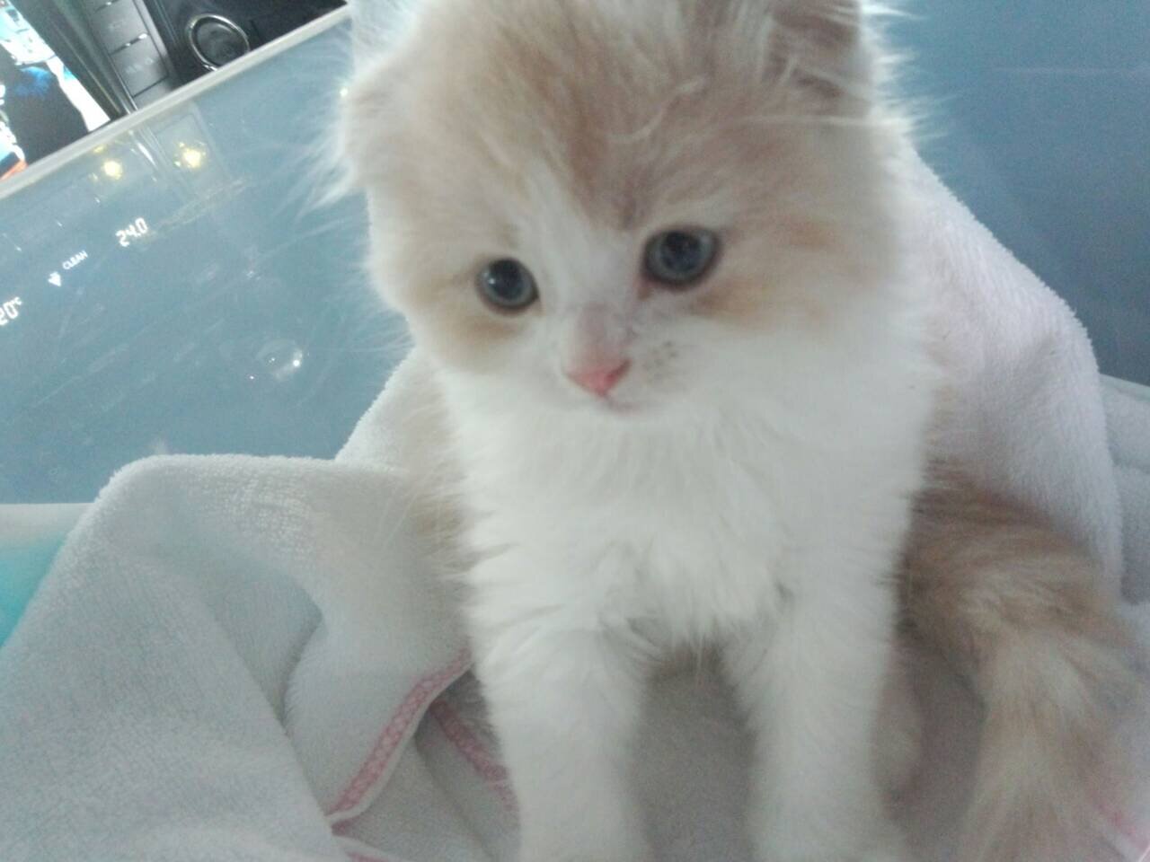 おもちちゃん ニコ生 Omochichaaan Twitter