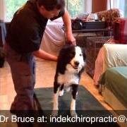 indekchiro1's profile picture. est practice 1984. Board cert. Sports Injuries Animal Chiropractic. Chiro. Dir. Boston Marathon.