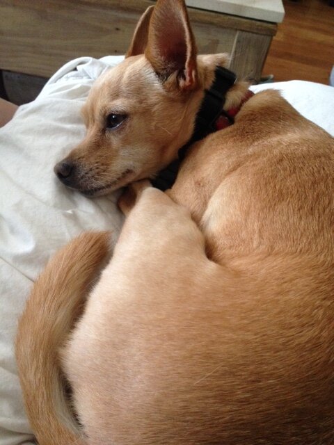 techready2020's profile picture. HTML Houdini