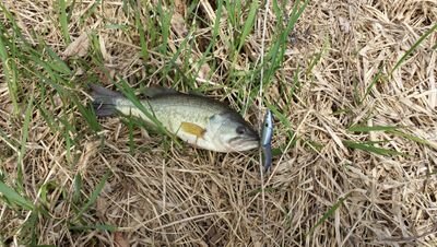 fist full of bass