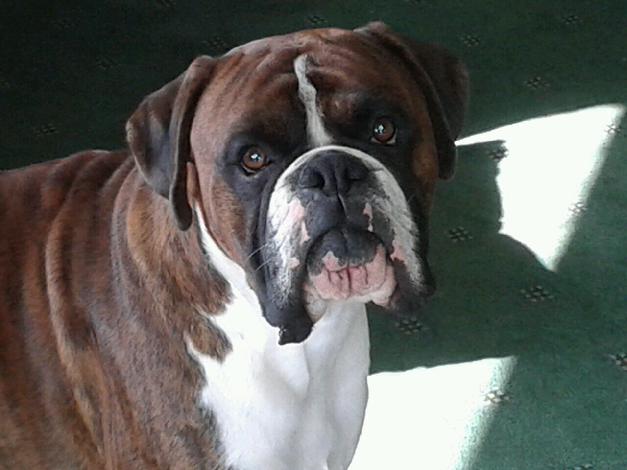 Slave to two beautiful Boxer Dogs Angel and Alfie :)