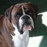 ukboxerfan's profile picture. Slave to two beautiful Boxer Dogs Angel and Alfie :)