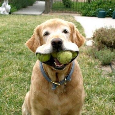 I am great at fetching :)
I love going to the park.