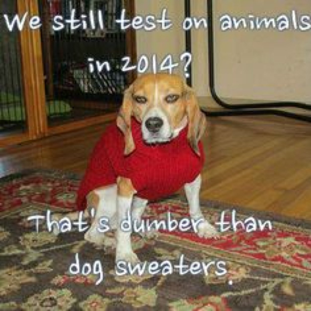 OccupyLabAnimal's profile picture. A picture tells a thousand words