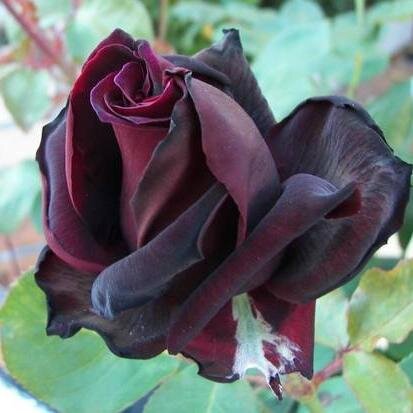 emaandree's profile picture. All the world's a stage...and the show must go on....