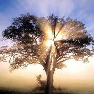 WikiTrees's profile picture. Los mejores árboles del planeta. Porque a todos nos gustan los árboles