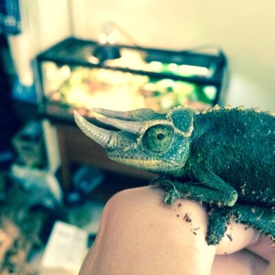 Reptiles of the World