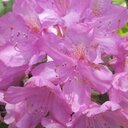 Dawn Hinckley - @DawnHinckley - Twitter