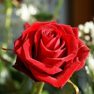 Deja que la Palabra de Dios te llegue cual aroma de una flor!, deja que impregne tu alma y llene tu corazon!