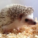 Ryan Pingel - @Rjamesp01Ryan - Twitter