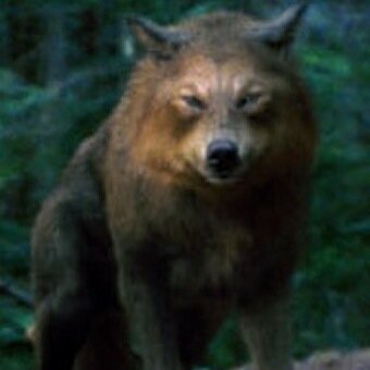 I'm a pack memeber of the ShadowKnights ||#SingleNotLooking||