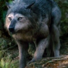 Sup im Embry one of the members of Shadow knights pack #single #shy
