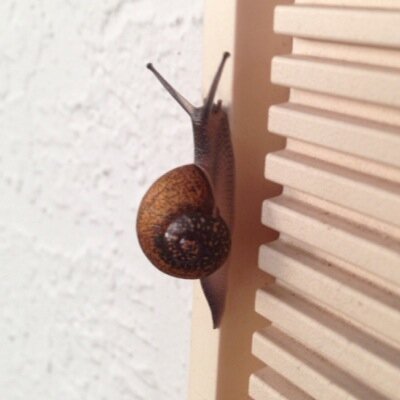 momocappy's profile picture. Naur