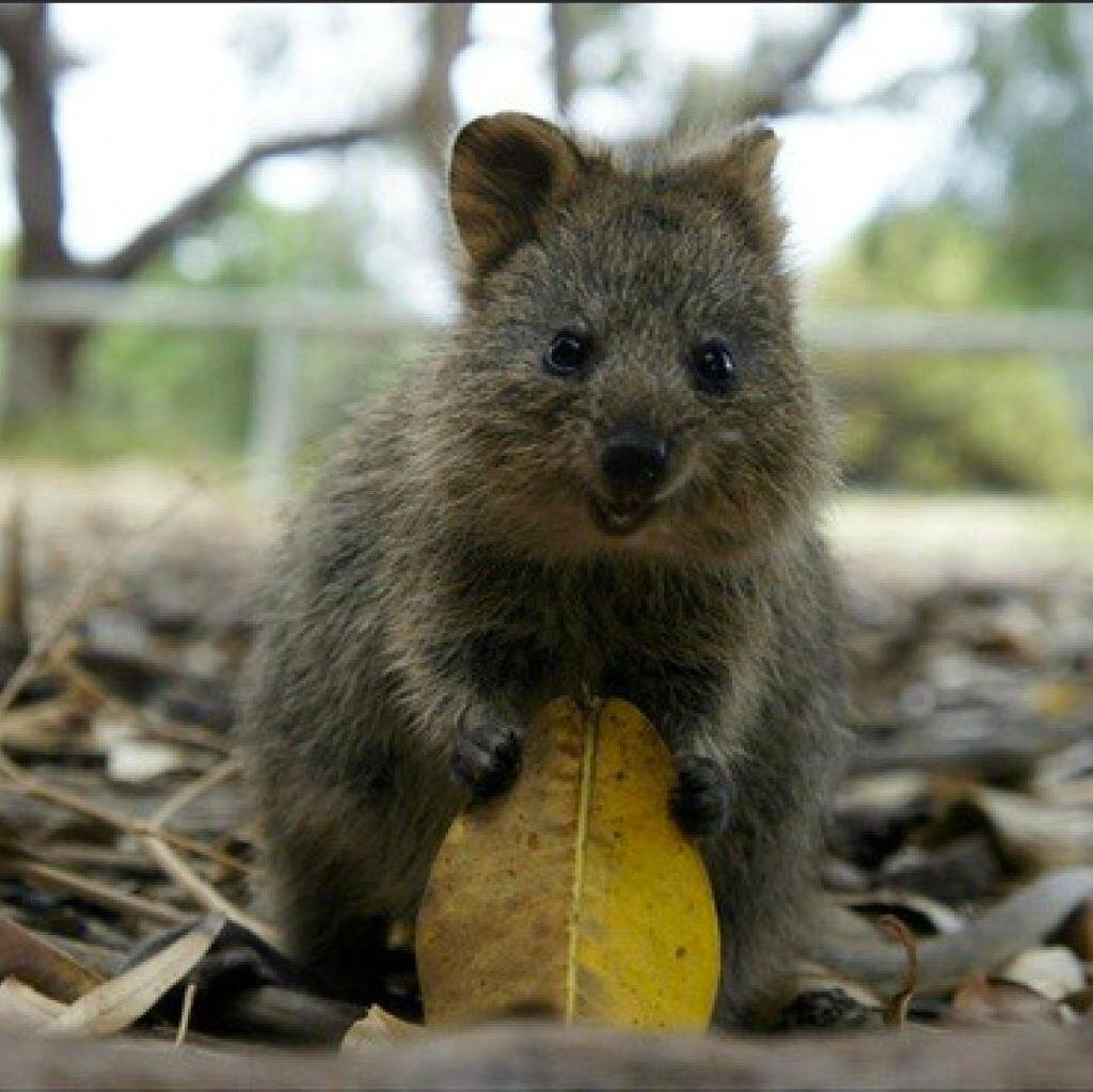 thedailyquokka's profile picture. Quokkas are the happiest animal on Earth. They are endangered and live in Australia. Help us save the Quokka one tweet at a time! thedailyquokka@gmail.com
