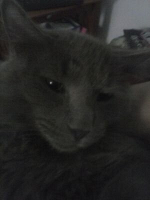 dawhiteboardcat's profile picture. sup son u dun no how 2 hand a bad smooshasquat bro I'm da hekka cat swag swag son do the money thing