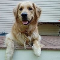 Winifred (@rufitiruffruff) Twitter profile photo