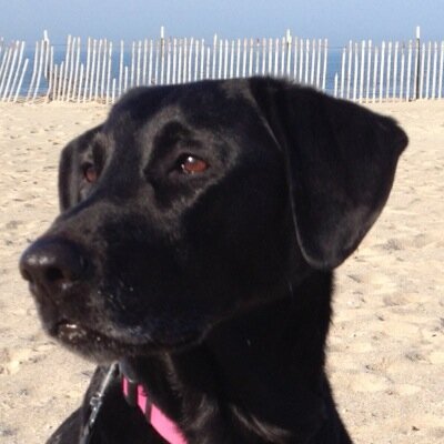Woof. Really a lab.