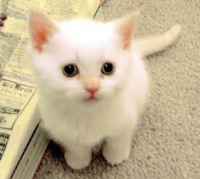 anhnt256's profile picture. 