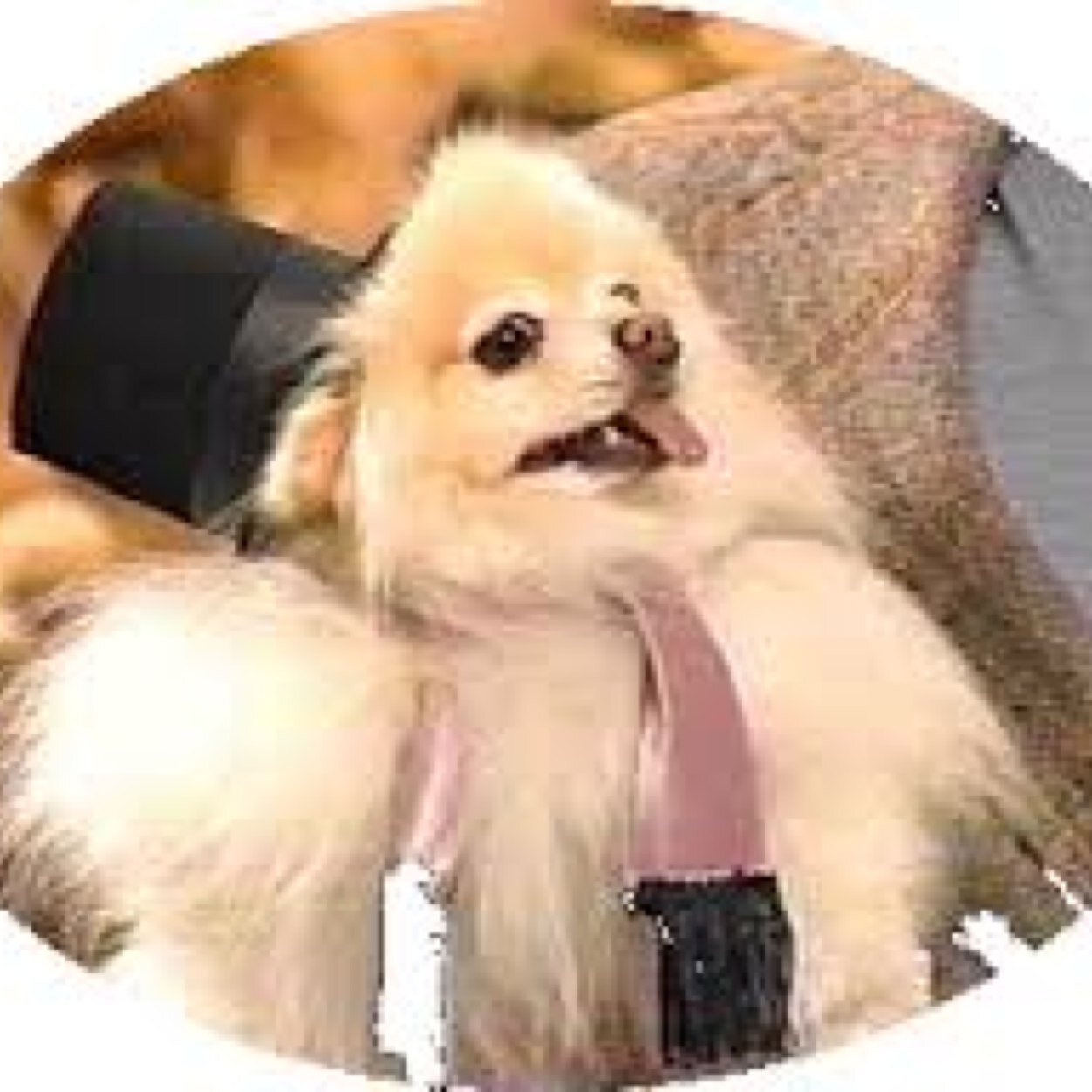 As usual I'm sitting next to my special dog friend, Mr. Bojangles - -who is actually a girl. But I gave her a boy’s name. Because I’m playing a TRICK on her!