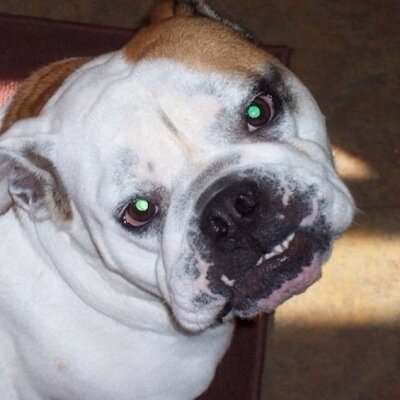 Tweets from English #bulldogs riley and watson...two dogs with too much time on their paws.
