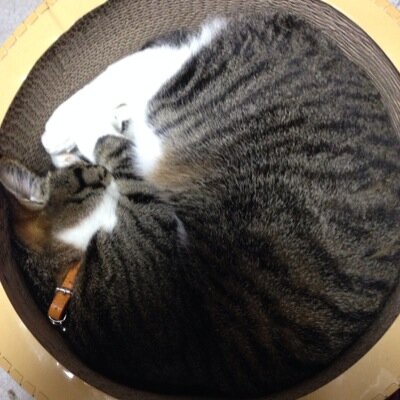 猫飼い。埼玉西武ライオンズ、コンサドーレ札幌、FC東京、フィギュアスケート、嵐、中田裕二、ほぼ日手帳。 FGOは沼だった。