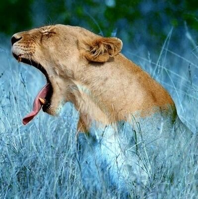 Kabul2020Reza's profile picture. 