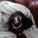 Jack Baldridge - @Winnie_dachsund - Twitter