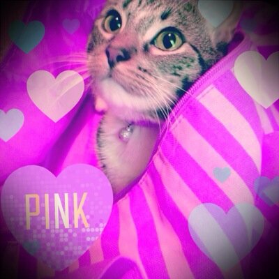 Mittenz is the name and I am a sassy kitty. I am an #PinkAngel and part of the #zombiesquad