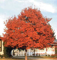 red_oak