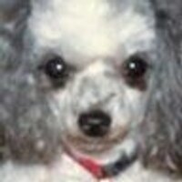 Cathy Welch (@catscritters) 's Twitter Profile