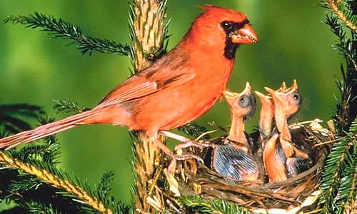 Yuuuge Cardinal's fan. I like my stats like I like my women: thick and complicated