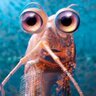 cryptokrill's profile picture. #corn 🌽 #replyguy