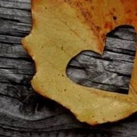 hatice ulaş (@haticeula4) 's Twitter Profile