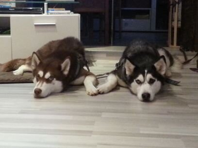 ZA_Helo's profile picture. 