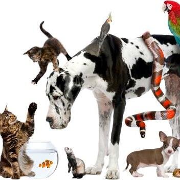 The Pet superstore in Jarrow, Tyne & Wear. Over 5000sq ft of food & accessories for all your pet needs. Fully trained helpful staff and great offers everyday.
