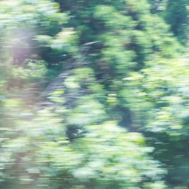 guxizhouonline's profile picture. 一棵樹。