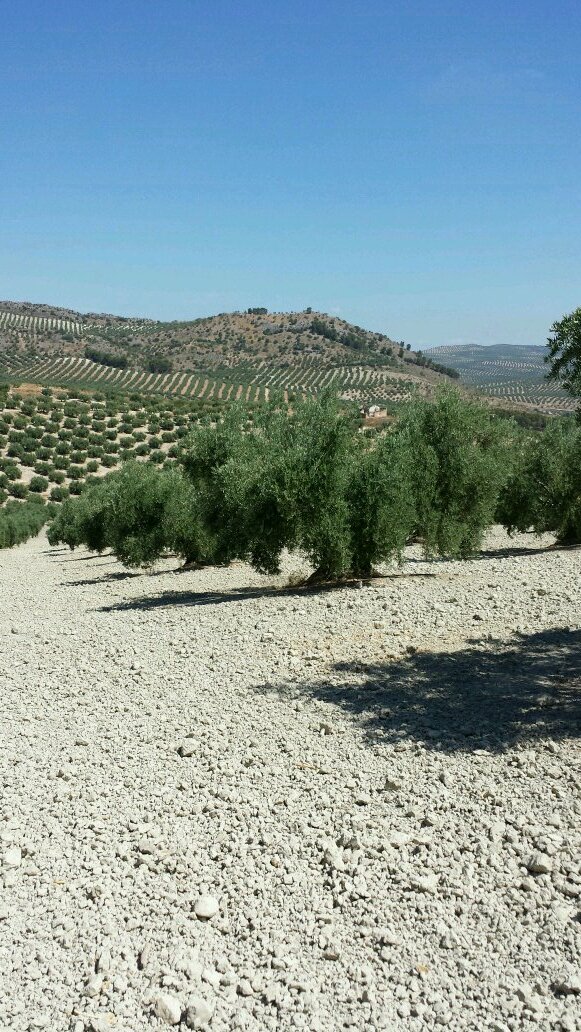 Nací entre olivos y moriré entre ellos.