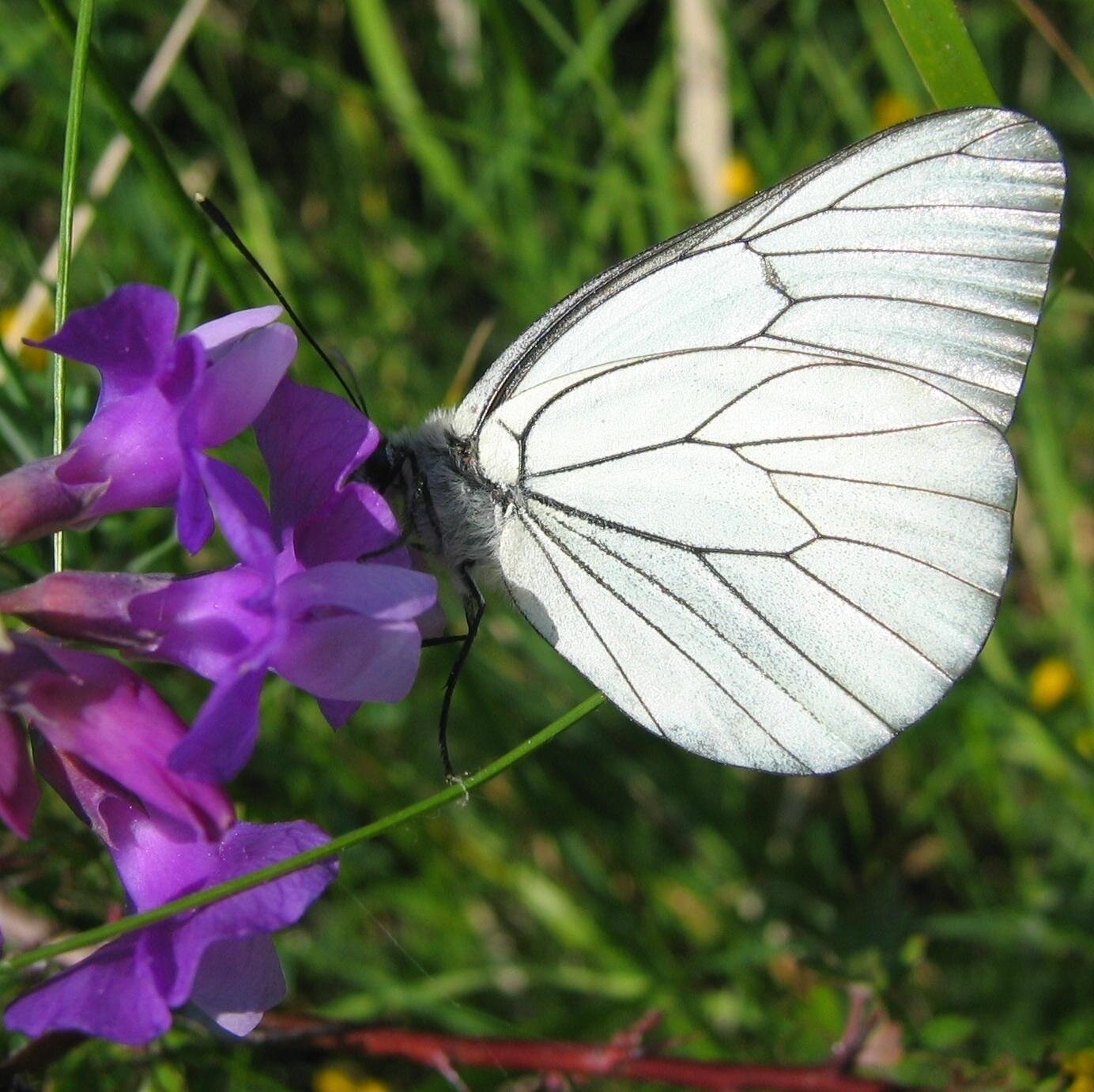 Ecology blog http://t.co/P6K0v302oe • Promoted by @BirdLifeEurope • Nature & quarry restoration • Conservation • #ecorestore