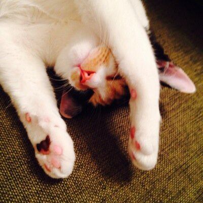30代、猫飼い、ドラマ好き
