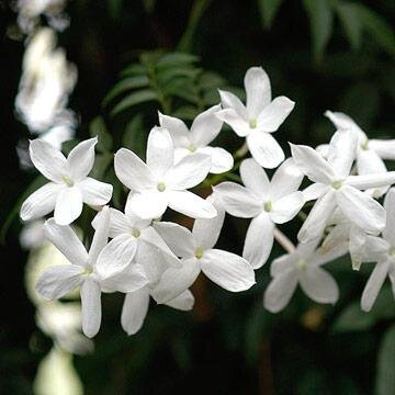 Perfume Fan seeks to share professional and personal passion for fragrance. email: perfparlour@gmail.com