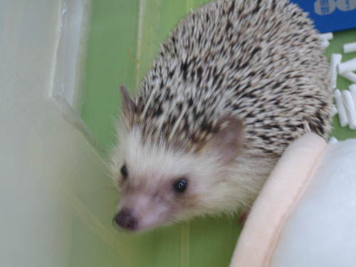 七色はりねずみ