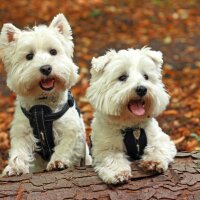 McKay Pet Supplies (@mckaypets) 's Twitter Profile