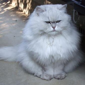 tonatororo's profile picture. botです。フォロー、RTだいかんげい！