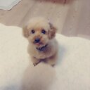 MAE(*´ω`*) (@0125mae1) Twitter